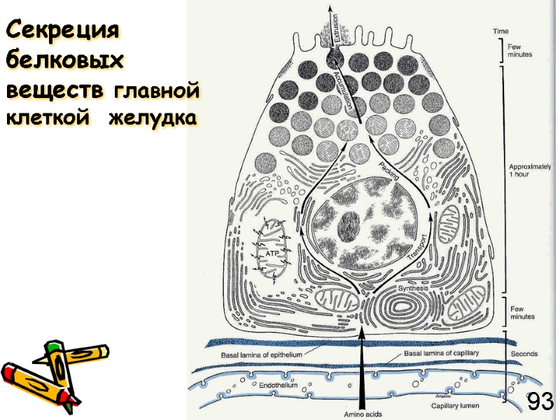 Секреция белковых веществ главной    клеткой  желудка 93